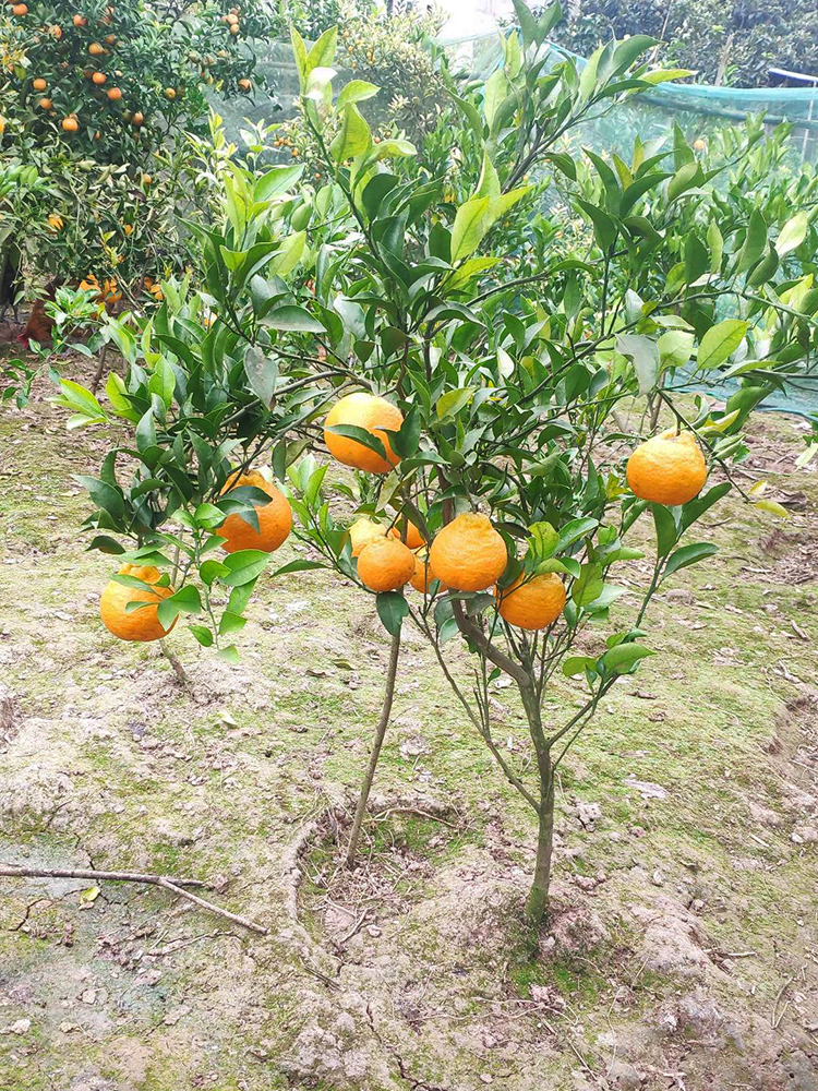 春见耙耙树苗嫁接四川粑粑柑桔盆栽地栽苗木果树