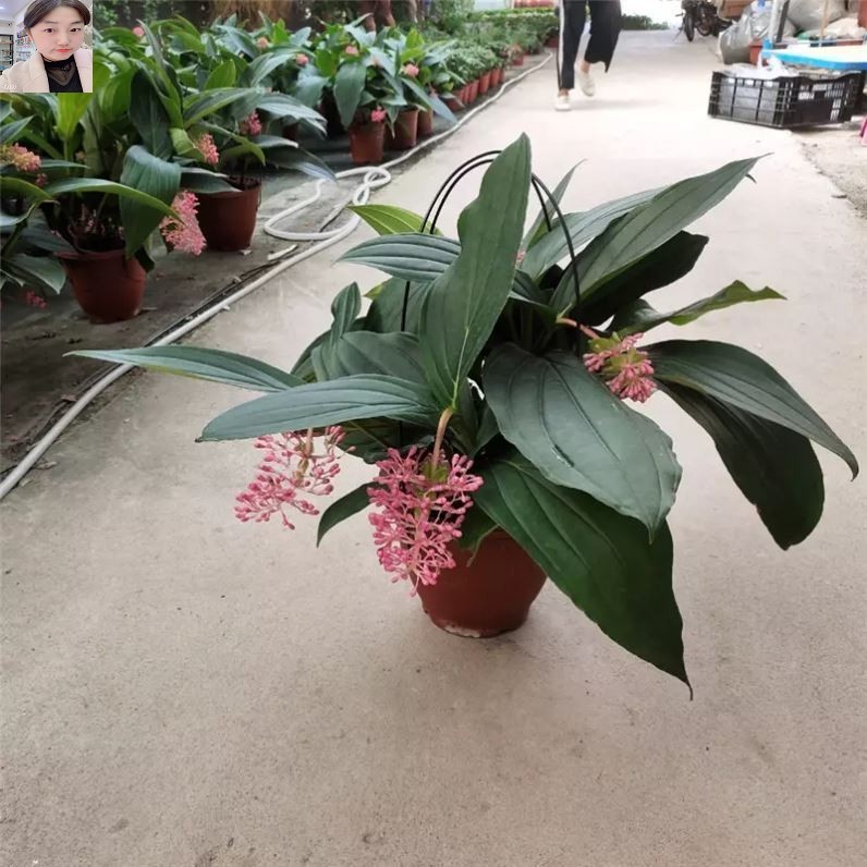 花盆盆栽珍珠宝莲灯花苗美丁室内好养风网网红绿植