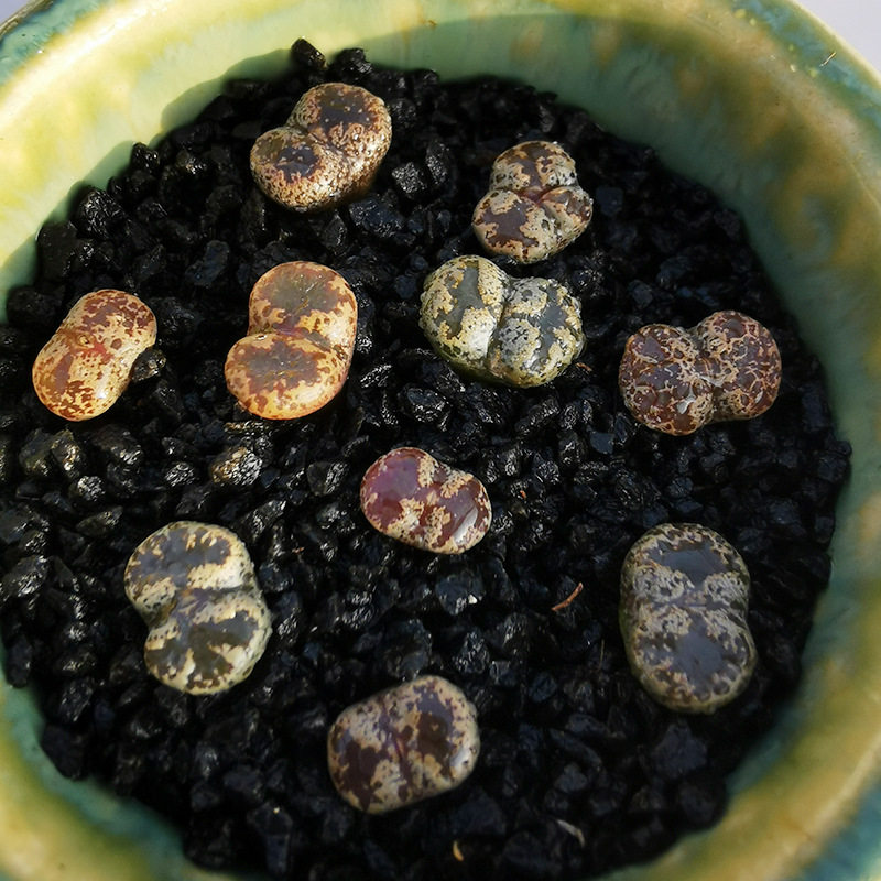 多肉植物蝴蝶勋章混合番杏肉锥办公室绿植小盆多肉植物