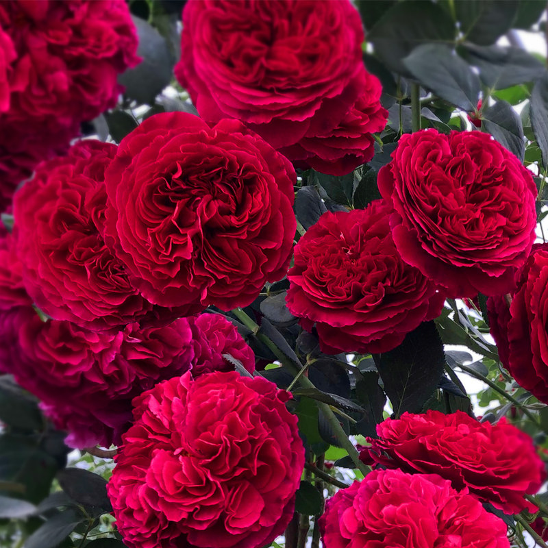 威廉莎士比亚2000爬藤月季月季花花苗大花浓香玫瑰时令草本花卉