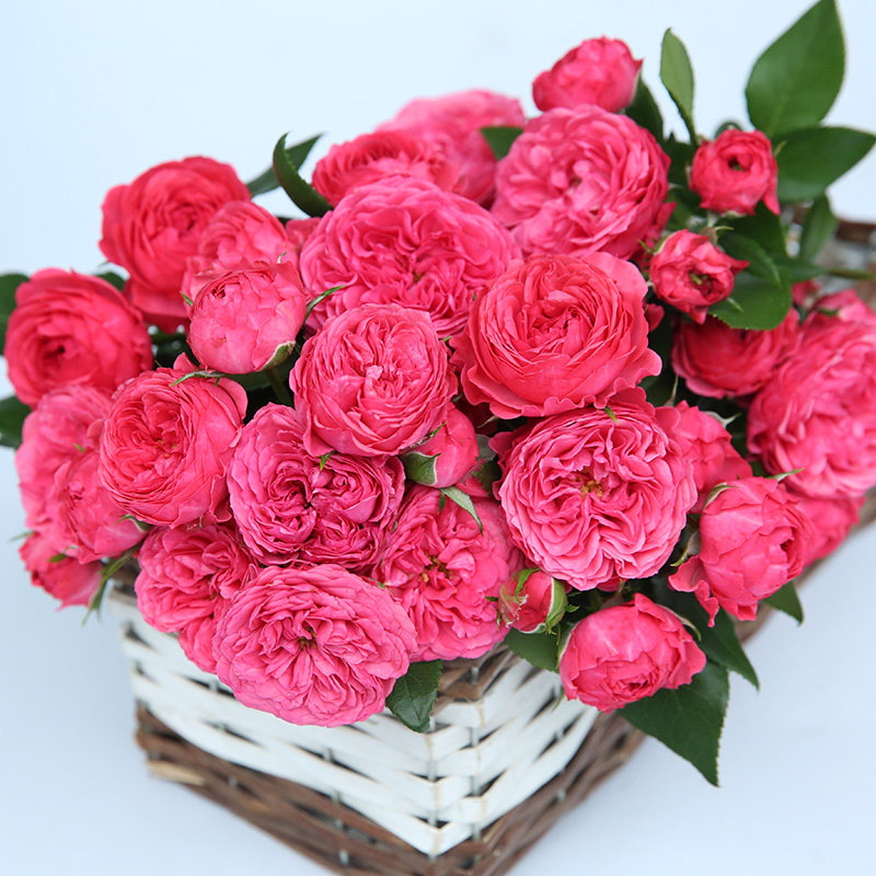 乔治一世国王月季月季花花苗四季开花抗病阳台时令草本花卉