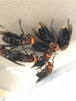 蜂王红娘王虎头蜂王胡蜂王土蜂王包活精选练好发货包活