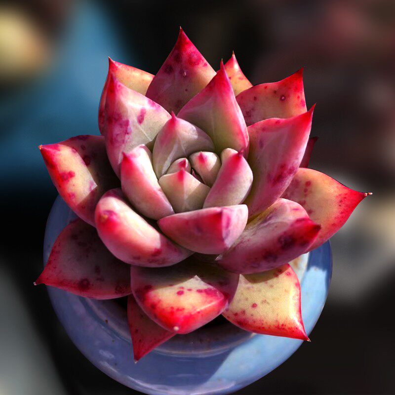 卡罗拉超值大颗野卡多肉植物野生原始血红卡带多肉植物