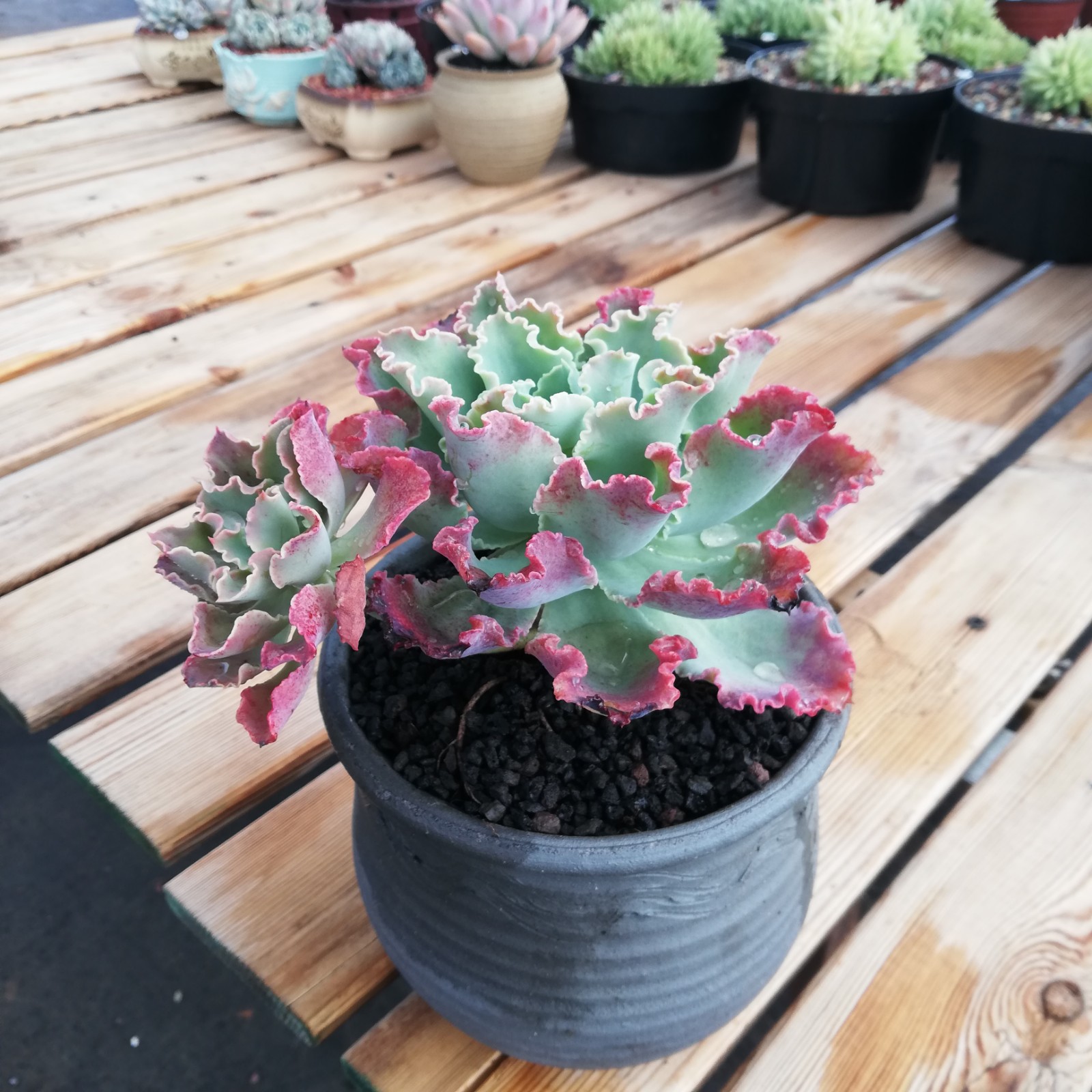 包菜蓝狐群生状态一物一拍甲醛养活拟石莲属多肉植物