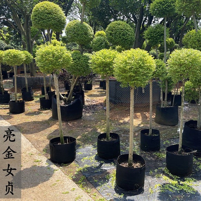 亮晶女贞造型树苗棒棒糖金禾女贞园艺花植物搭配观叶
