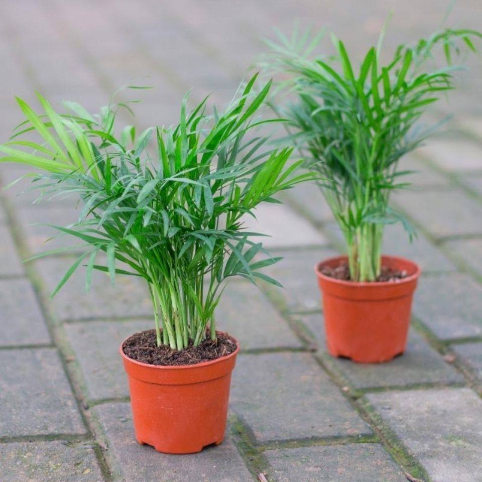 绿植袖珍椰子椰子绿培土盆栽桌面客厅书房阳台绿植