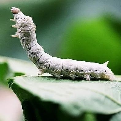 蚕卵家蚕春蚕活蚕龄小蚕宝宝彩色蚕学生养蚕桑蚕宝宝