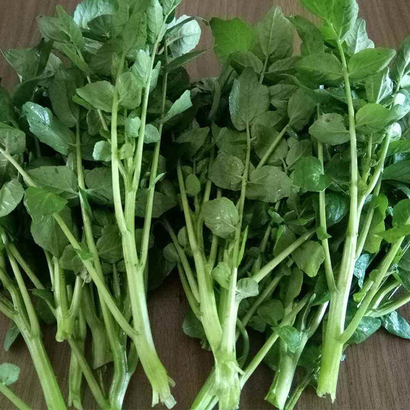 菜种种子西洋洋菜蔬菜豆瓣菜苗保健野菜广东家庭园艺种子