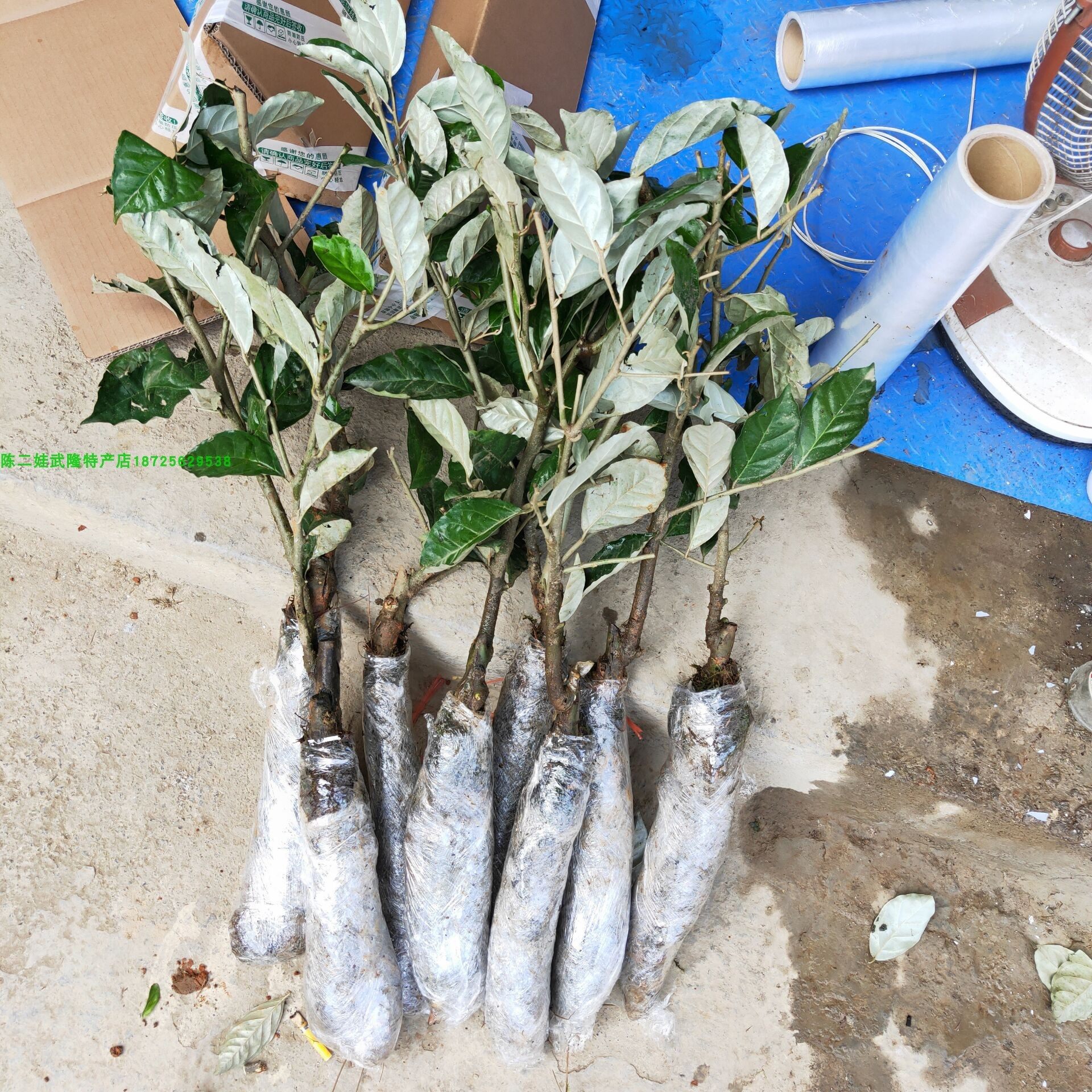 羊奶果树当年结果嫁接树苗德甜二号果苗盆栽果树