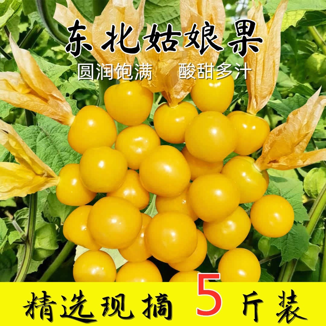 东北5斤包赔坏果大果灯笼果菇娘现摘特产姑娘其它