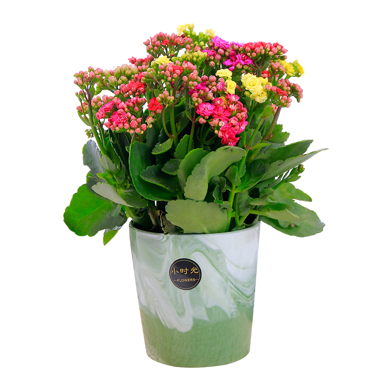 长寿花盆栽室内重瓣大花四季开花阳台观花带土绿植花卉带花苞植物