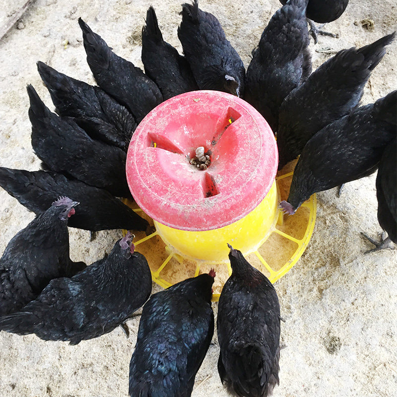 五黑活苗鸡活苗鸡小鸡绿壳蛋鸡一绿鸡苗大型鸡蛋