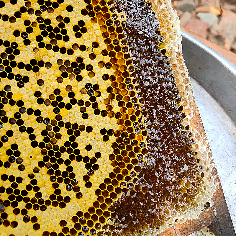 农家自产镇隆荔枝蜜糖纯正天然野生龙眼土蜂蜜百花蜜无添加2斤1瓶