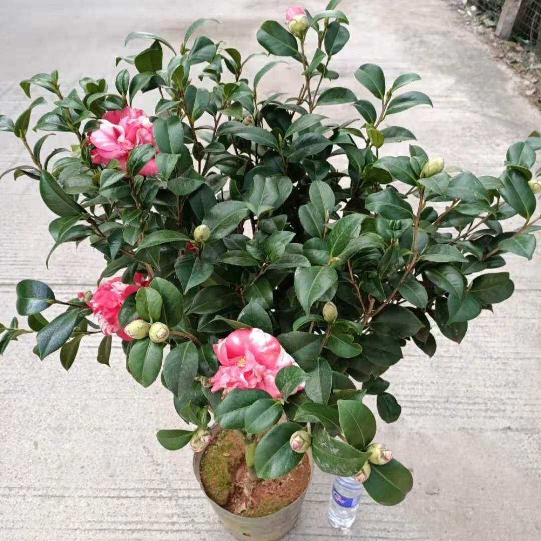 花露珍花蝴蝶花绣球茶花花苗经典华东品种复色时令草本花卉