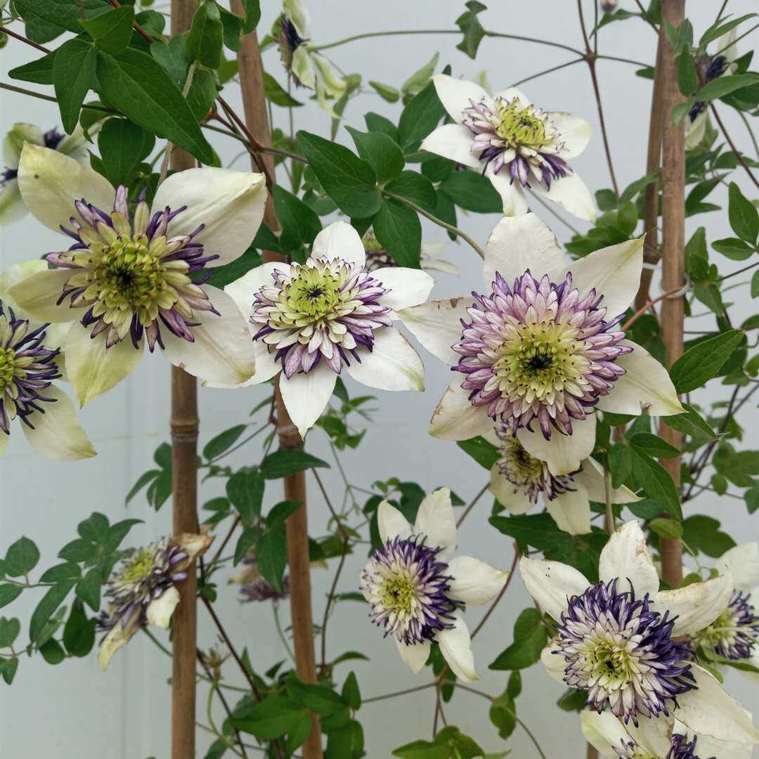 铁线莲爬藤花卉植物大小小苗耐寒庭院新幻紫多蓝时令草本花卉