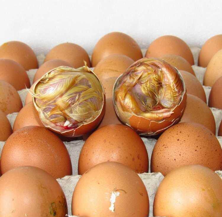 鸡毛蛋鸡胚蛋新鲜21天毛鸡蛋生喜蛋凤凰蛋非喜蛋