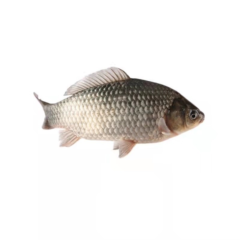 热卖鲫鱼鱼苗中科五号白鲫土湘云工程彭泽白银鱼