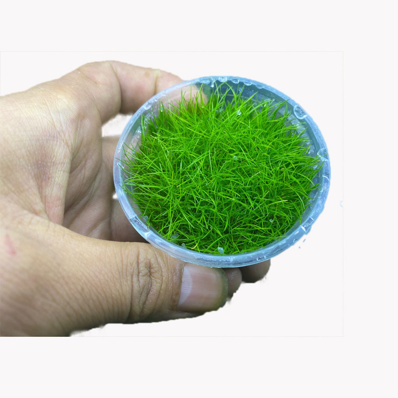 牛毛日本迷你迷你牛毛毡大草原无菌活体水草淡水水草
