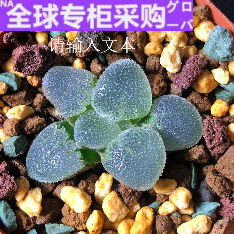 植物日本富强花卉冰钻磨面寿多室内盆栽精品多肉植物