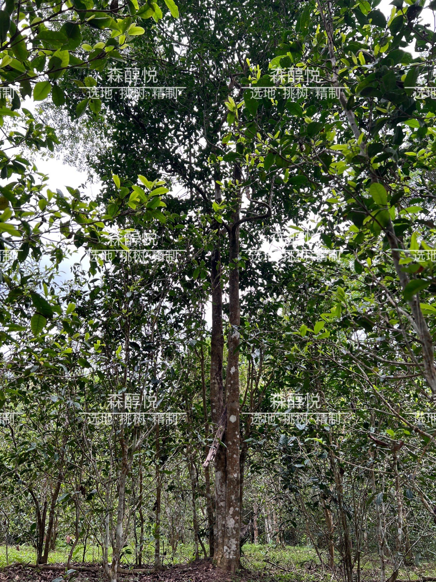 森醇普洱茶2022春茶预售依树高杆纯普洱