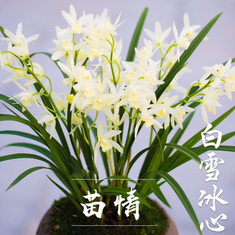 兰花大全名贵建兰大将军花苗室内花卉盆栽精品花卉
