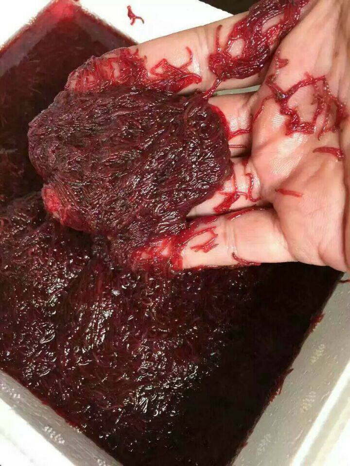 北水冰冻红虫血虫冷冻血虫冻赤虫罗汉七彩鱼粮鱼食500g顺丰包邮