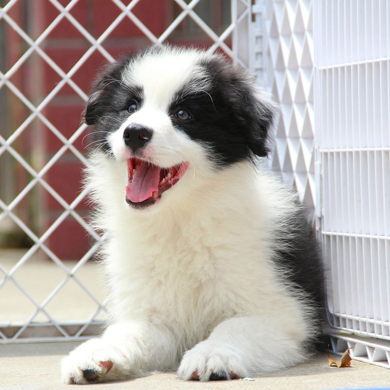 爱心无偿领养纯种边境牧羊犬边牧犬小狗幼犬宠物狗狗活物中大型犬