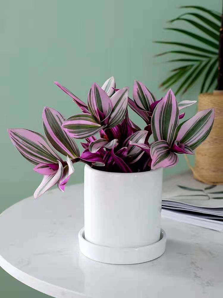 油画婚礼吊兰兰锦北欧欧风植物办公室桌面绿植花卉