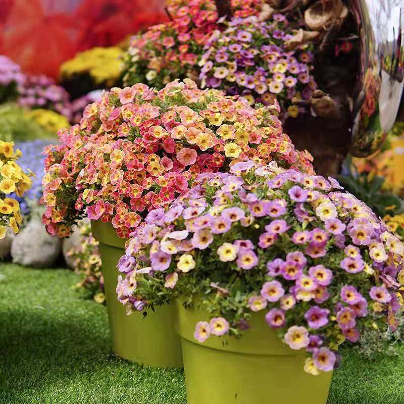 百万小玲牵牛喇叭花盆栽重瓣带花阳台庭院组合花卉