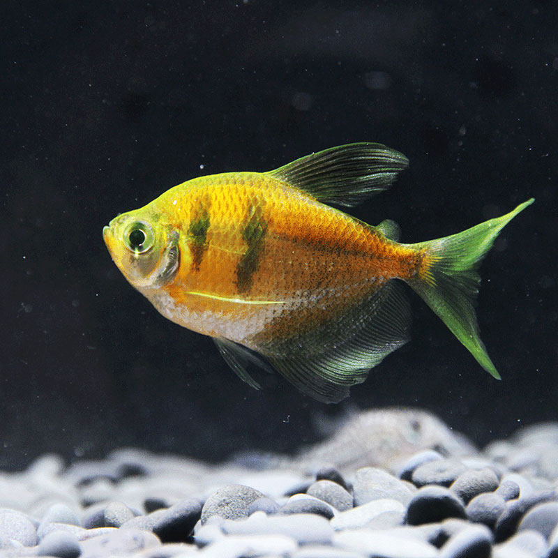 天使鱼热带鱼彩群不褪色七彩荧光观赏鱼小型新手好养鱼