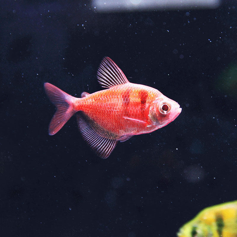天使鱼热带鱼彩群不褪色七彩荧光观赏鱼小型新手好养鱼