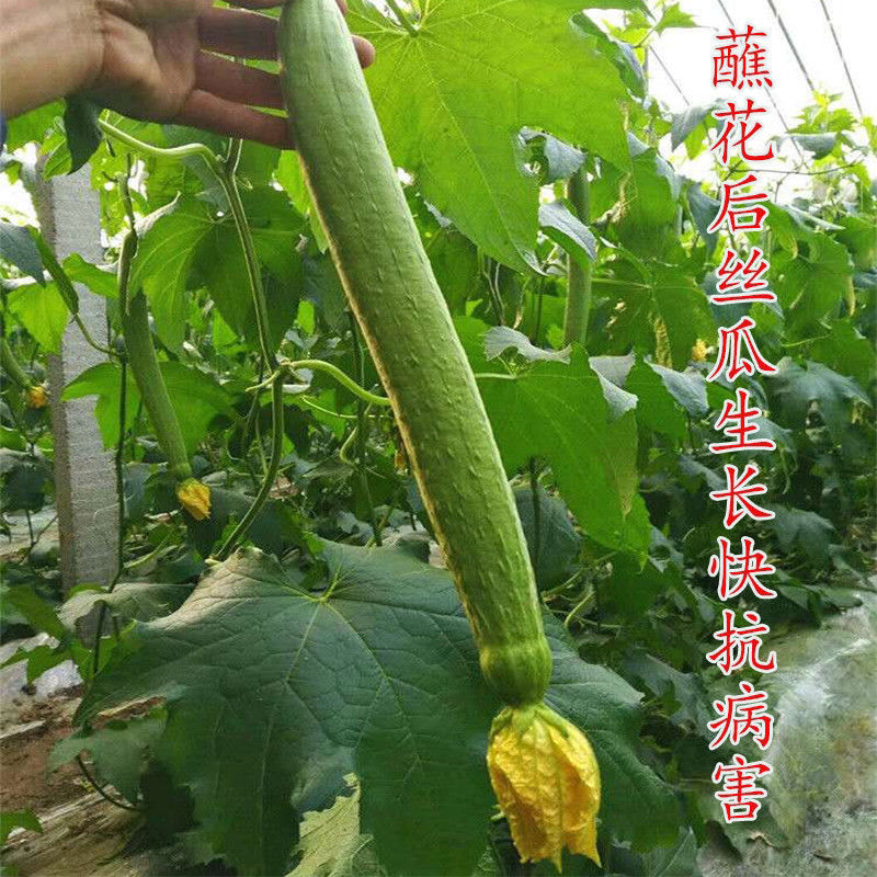丝瓜花药授粉瓜条顺直顶鲜艳畸形鲜花叶面肥