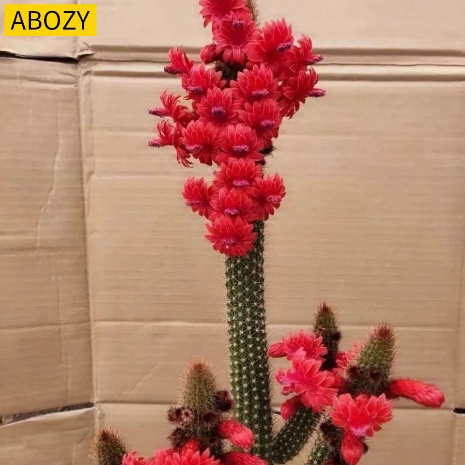 植物多肉黄金条金条黄金纽金纽仙人掌仙人球科盆栽绿植