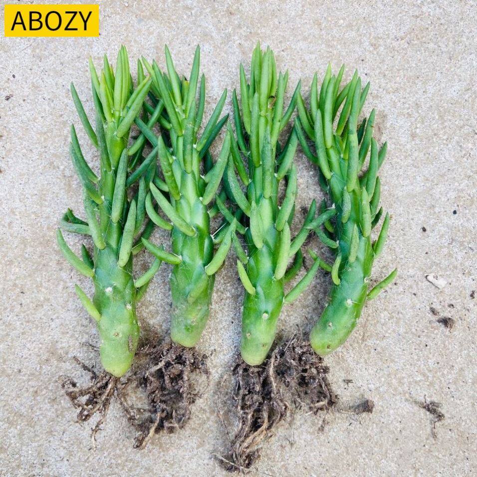 多肉植物沙漠将军狼牙棒仙人嫁接粘木钻木阳台绿植