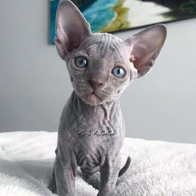 芬克斯无毛猫幼加拿大活体纯种蓝皮猫咪活物宠物猫咪