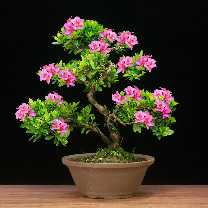 映山红盆景老桩造型杜鹃花盆栽熟桩庭院植物室内花卉