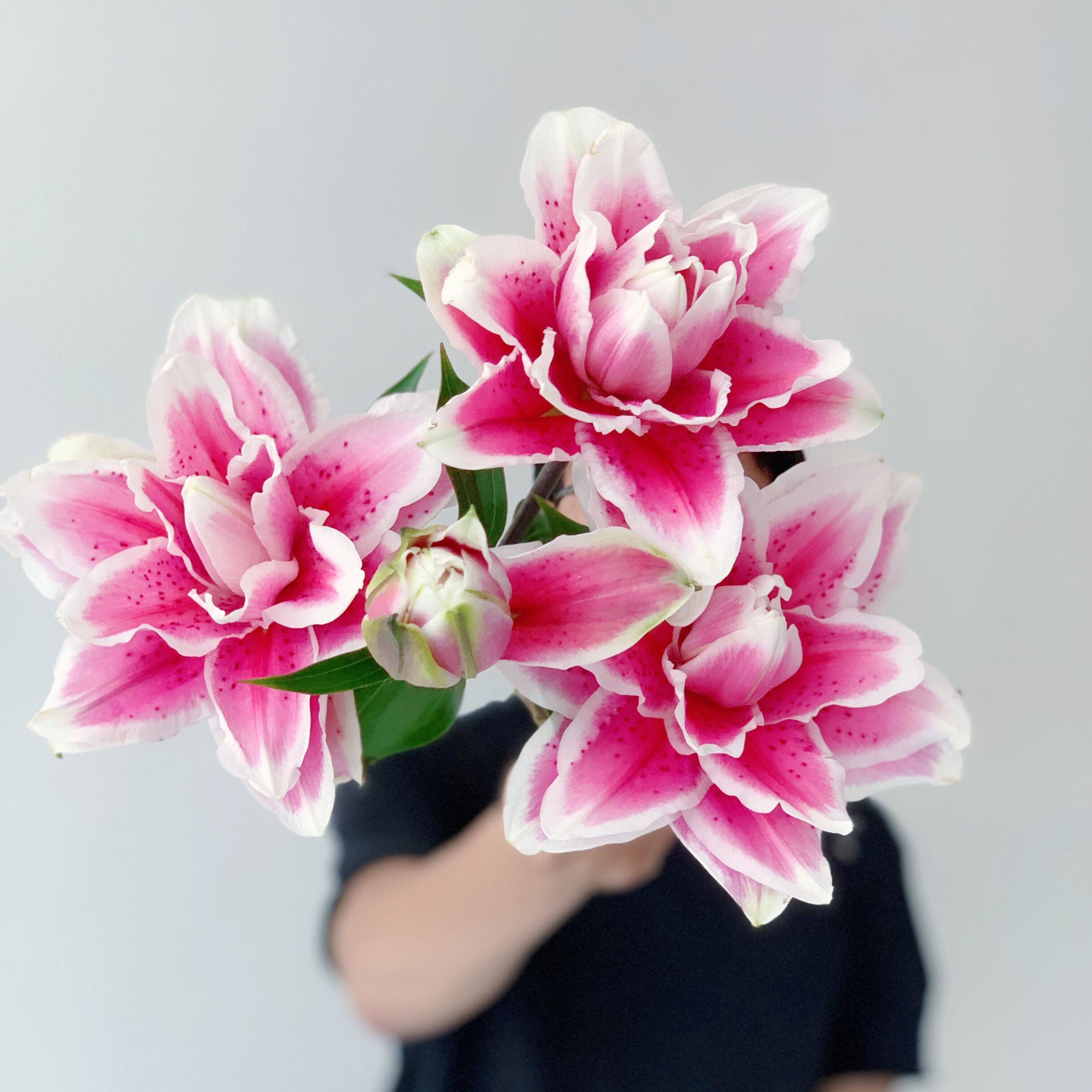 日本fw稀有油画般火星之恋重瓣百合鲜花香味鲜花速递同城