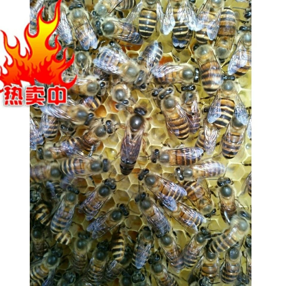 阿坝中蜂王产卵王蜂王开产王处女王中蜂蜂王天柱红环双色杂交良种