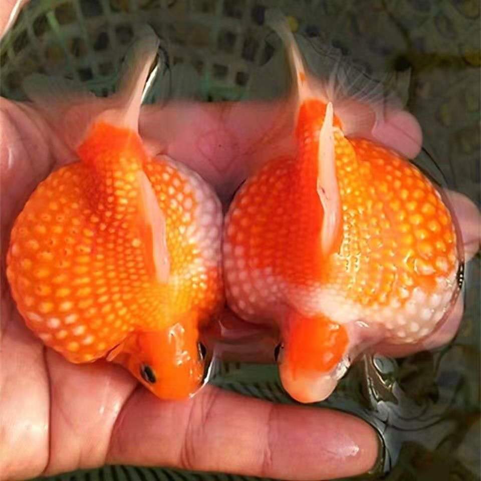 珍珠精品金鱼观赏鱼宠物活体红白白珍珠冷水淡水鱼