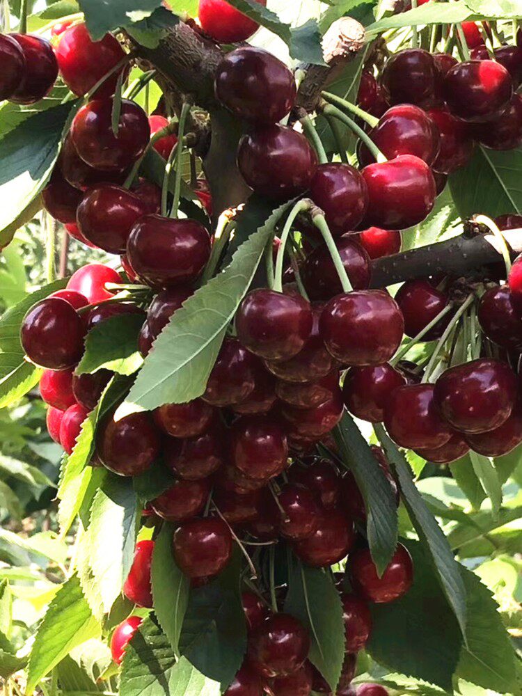 大连樱桃新鲜水果露天应季旅顺特产高沙蜜巴托手机保护套