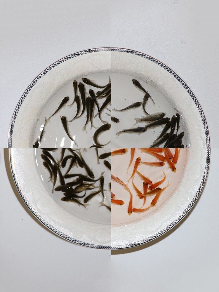 鱼苗活体麦穗鱼喂乌龟小鱼饲料鱼鲫淡水淡水鱼鱼