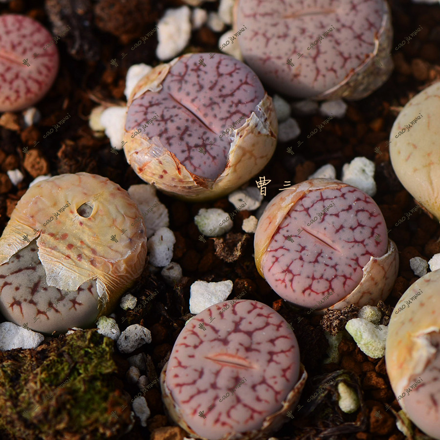 c187粉曲紫曲玛瑙多肉植物番杏生石花种种子多肉植物