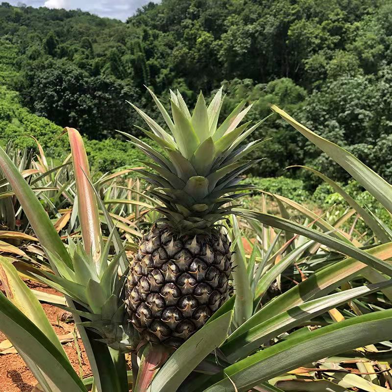 云南香水菠萝5斤新鲜水果手撕小波萝树上熟超甜9斤大果精选好凤梨