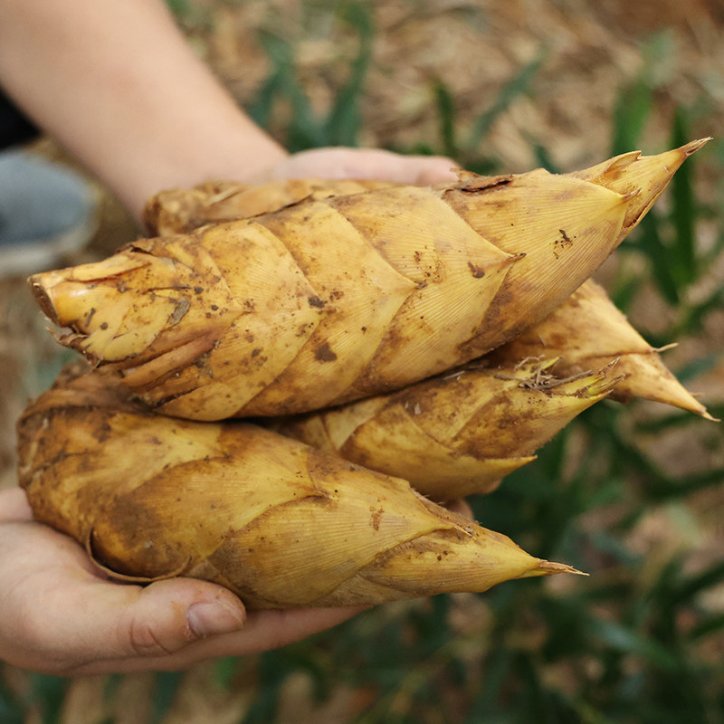 冬笋新鲜浙江安吉鲜笋现挖5斤竹笋蔬菜黄泥竹笋