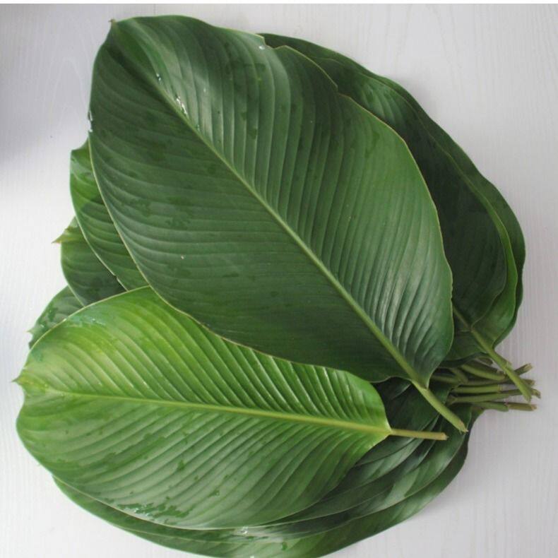 海南儋州白沙大粽叶野生新鲜现摘现发粽子子叶粽子