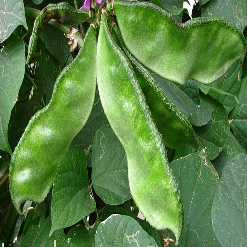 猪耳朵扁豆种子特早熟肉厚绿眉豆传统农家扁豆角籽春季播蔬菜种孑