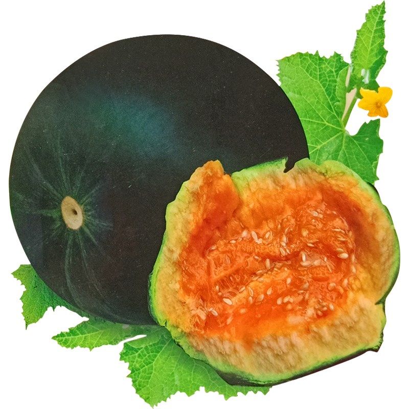 种籽品种面瓜黄皮黑皮皮面种子露地生吃甜瓜蔬菜种子