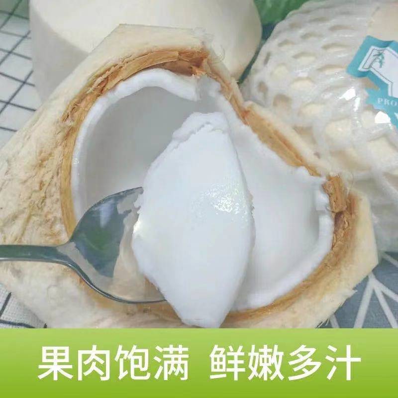 本来果坊泰国椰青800g9孕妇羊水椰汁椰奶椰子椰青