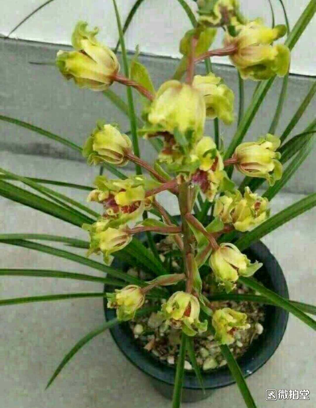 云南老种兰花花苗蕙兰大白菜严州彩云阳台盆栽花卉