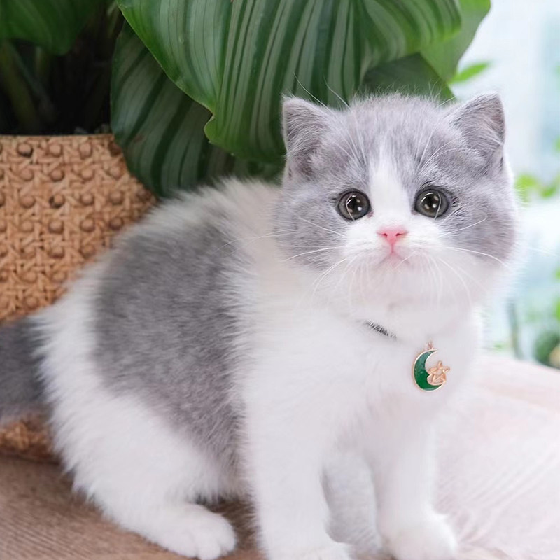 英短蓝白幼崽纯种英国短毛灰白色银渐层布偶加菲猫咪